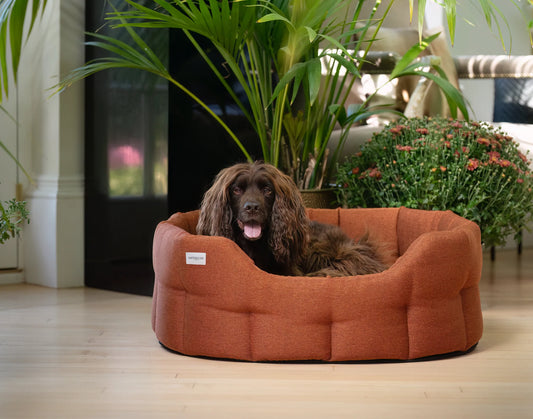 Paniers pour chien Camden - Burnt Orange - Earthbound