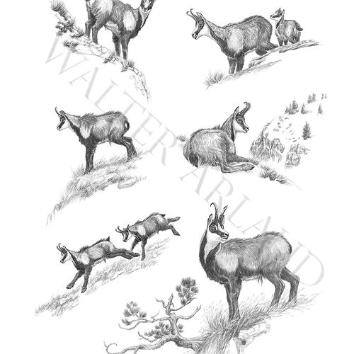 Tirage fine art Isard