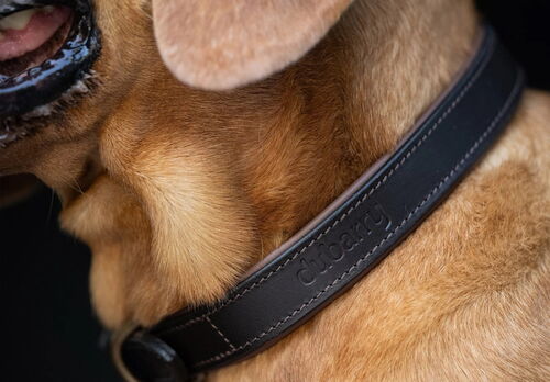 Collier cuir pour chien Axel