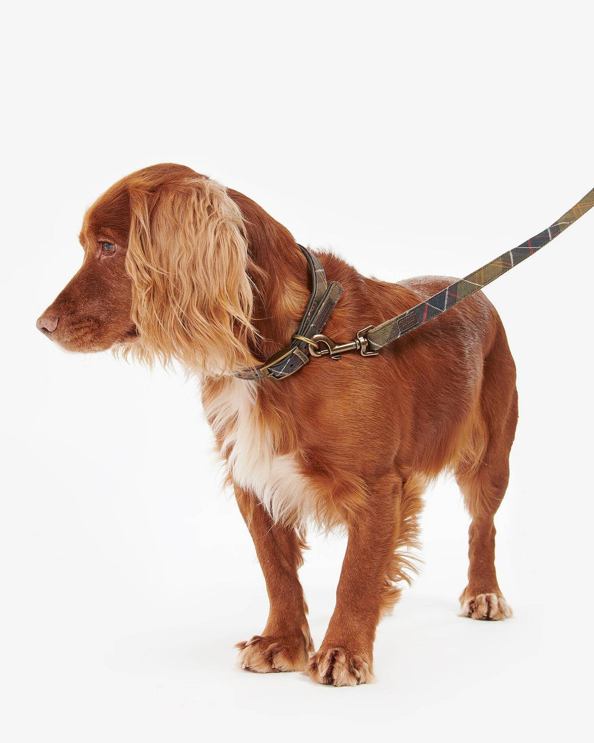 Laisse à mousqueton pour chien - Tartan classic - Barbour