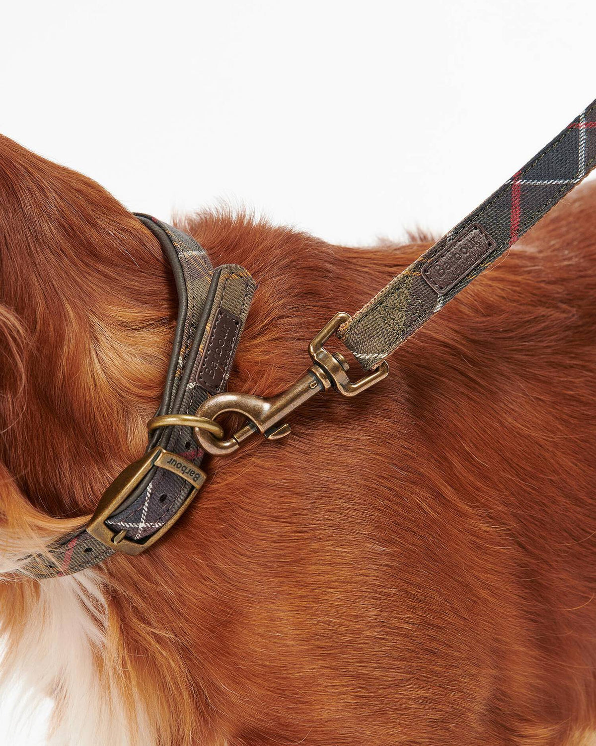 Laisse à mousqueton pour chien - Tartan classic - Barbour