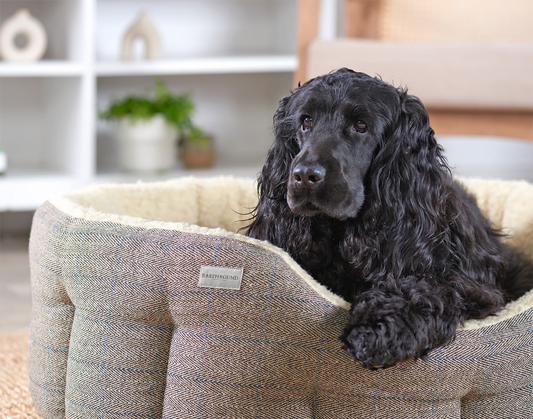 Paniers pour chien en tweed - Beige - Earthbound