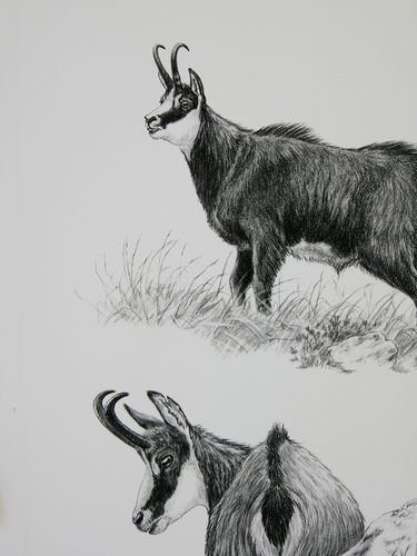 Tirage fine art Chamois