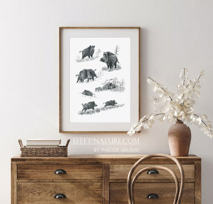 Tirage fine art étude Sanglier