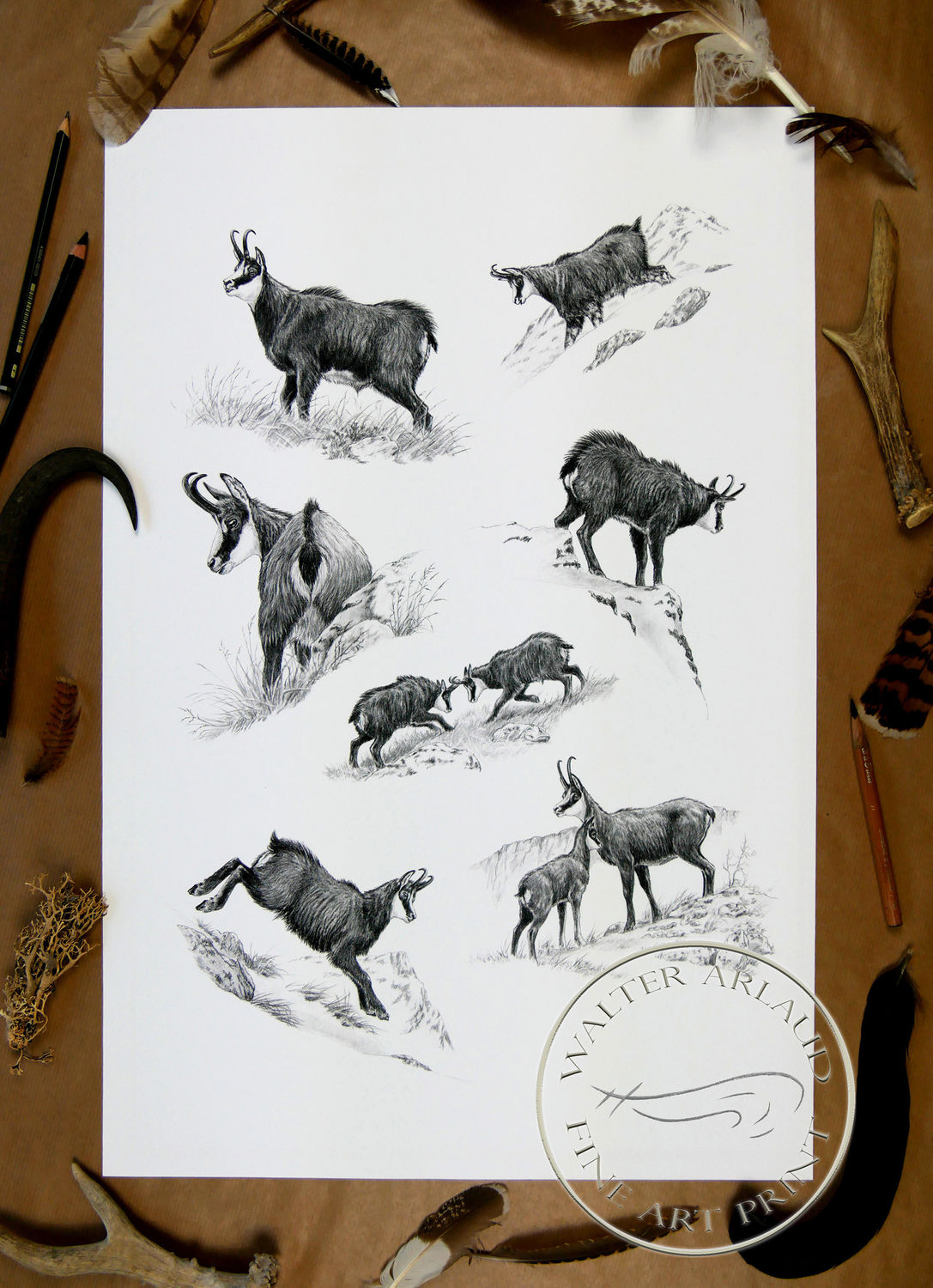 Tirage fine art Chamois
