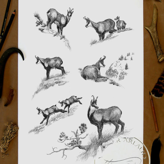 Tirage fine art Isard